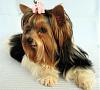 Our Yorkies and Biewer Yorkies-romina1613s-large-.jpg