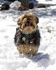 Snow Yorkies :)-072-514x640-.jpg