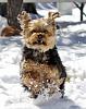 Snow Yorkies :)-071-554x640-371x471-2-.jpg