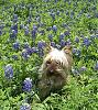 Bluebonnets & Betty Boop-cimg3768.jpg