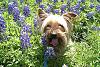 Bluebonnets & Betty Boop-cimg3766.jpg