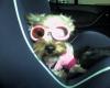 Leah in Her Doggles!!-photo-0422.jpg