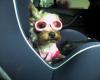 Leah in Her Doggles!!-photo-0425.jpg
