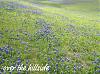 ❀ Blue Bonnets of Texas ❀-bluebonnet3.jpg