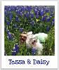 ❀ Blue Bonnets of Texas ❀-tongues.jpg