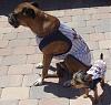 Boxer babies and Max Sporting Major League Stud Shirts-st.-augustine-129.jpg