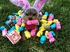 Yorkies & Peeps!-lilogotpeeped2.jpg