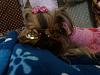 Doggies in their Doggles-photo04071842-475x356-.jpg