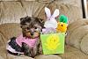 Pixie's Easter goodies :)-img_1394-475x317-2-.jpg