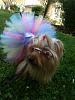 Doggies in their Doggles-roxyeaster2.jpg