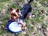 Frisbee yorkie!-brew27small.jpg