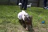 Puppy Easter Egg Hunt-img_9312.jpg