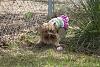 Puppy Easter Egg Hunt-img_9324.jpg