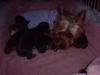 Annabelle and pups-belle-pups-007.jpg