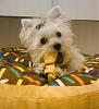 New to YorkieTalk :)-bitsy2b.jpg