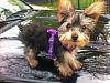 New to the Forum Meet my Yorkie BK-582022_10150723600588153_511303152_9786943_1409756481_n.jpg