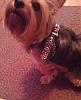 Riley is Rockin' His New Buddy Belts and Collar!!-phpo8bm4vam.jpg