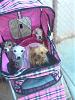 How many dogs fit in a stroller?-532823_394811007216169_100000618205101_1217616_1749483942_n.jpg