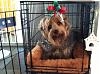 Romeo in his crate...-romeo10.jpg