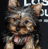 Coco the Yorkie!-screen-shot-2012-05-03-8.08.07-pm.png