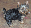 Coco the Yorkie!-screen-shot-2012-05-03-8.08.32-pm.png