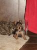 Zo -  10 Weeks old-dsc00194.jpg