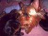 Annabelle and pups-annabelle1.jpg