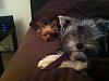 Sophia & Brody had a lazy weekend!-photo.jpg