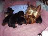 Annabelle and pups-annabelle3.jpg