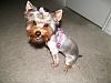 Luma got SHAVED!-7177951234_a155c063cd.jpg