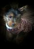 jagger in his christmas sweater-jagger-sweater.jpg