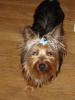 Thor's new hairbows!(...I mean manly ribbons!)-new-hairbows-005small.jpg