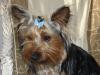 Thor's new hairbows!(...I mean manly ribbons!)-new-hairbows-002small.jpg