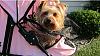 Kacee's New Stroller From W. Field's Dog Boutique-img_0110kaceestroller5.jpg