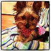 Coco the Yorkie!-525019_10150972195655477_1820501536_n.jpeg