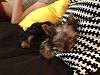 Coco the Yorkie!-546278_10150988045170477_704405476_12118171_202186362_n.jpeg