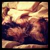 Coco the Yorkie!-562236_10150999874630477_704405476_12157222_853710253_n.jpeg