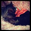 Coco the Yorkie!-577697_10150990633535477_704405476_12125444_1695598758_n.jpeg