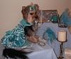 Lola's Glamor Shots-aqua-sitting-new-bow-yt.jpg