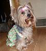 Mizz Ruby Bella in her new Prissy Paws dress !-sl730083a.jpg