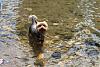 Jackson in the Creek - Dog park in VA *picture overload*-img_4299.jpg