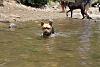 Jackson in the Creek - Dog park in VA *picture overload*-img_4355.jpg