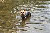 Jackson in the Creek - Dog park in VA *picture overload*-img_4460.jpg