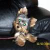 New Pictures Of Missy (4-1/2 Months Old Now)-100_0113.jpg
