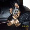 New Pictures Of Missy (4-1/2 Months Old Now)-100_0114.jpg