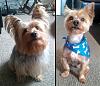 Grooming my boy, before and after  =:)-puppy2.jpg