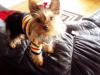 Bella in her new bow from snow yorkies!-bella-bow-sweater-so-cute-couch-450-x-338-.jpg