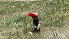 Frisbee & Farmland - another Jackson dump-img_4589.jpg