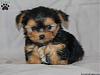 My Yorkie Spike born 09/06/11-spike.jpg