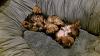Show your babies sleeping-resize-spike_sleeping.jpg